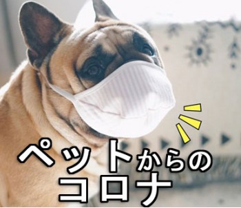ペットも武漢ウィルス（肺炎）に感染の危険性！飼い主から飼い主へ