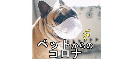 ペットも武漢ウィルス(肺炎)に感染の危険性!飼い主から飼い主へ